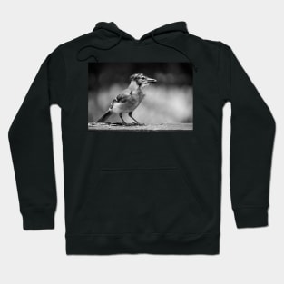 young bluejay.. Hoodie